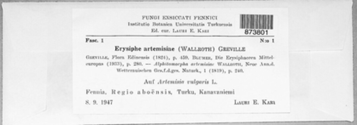 Erysiphe artemisiae image